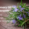 Rosemary Oil for Hair Growth: Benefits, How It Works, and the Right Way to Use It